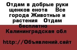 Отдам в добрые руки щенков енота. - Все города Животные и растения » Отдам бесплатно   . Калининградская обл.